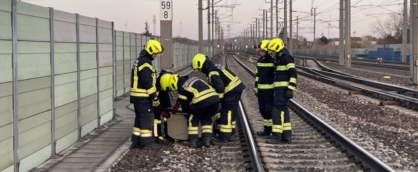 Schwan im Gleisbereich