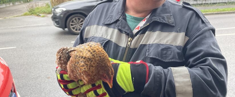 Huhn Henritte seit Tagen vermisst – FF St. Pölten-Wagram auf leisen Pfoten  – happy End